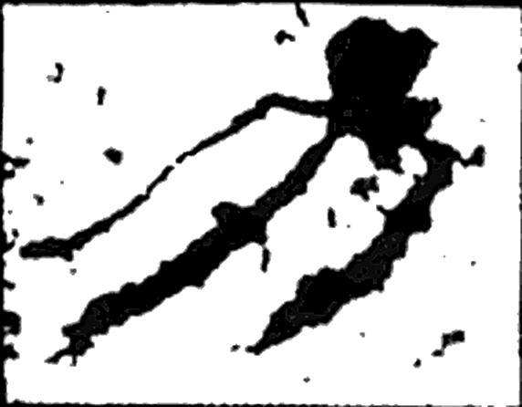 力字隶书字形（汉）