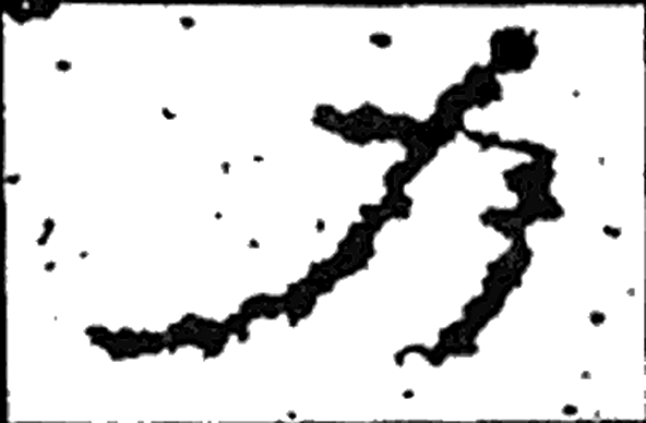 力字隶书字形（汉）